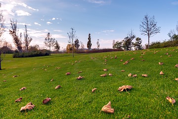 Image showing Green lawn at the park