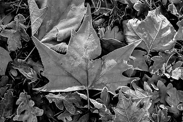 Image showing Fallen leaves