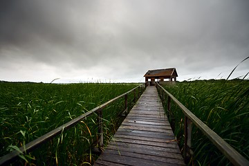 Image showing Wooden path trough the reed