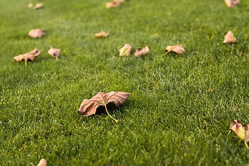 Image showing Green lawn at the park