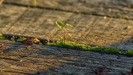 Image showing Fresh green plant outdoors