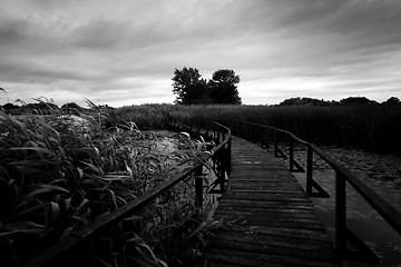 Image showing Wooden path trough the reed