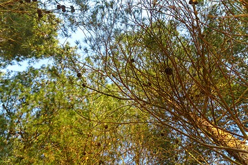 Image showing Abstract hoto of some winter branches