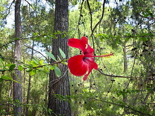 Image showing red hibiscus flower