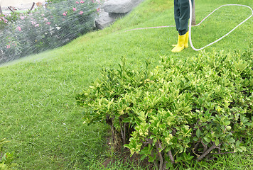 Image showing gardening