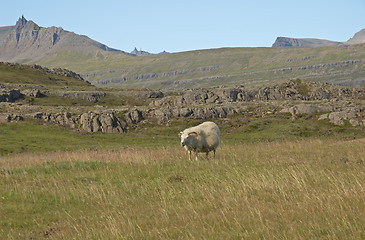 Image showing Sheep