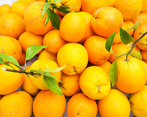 Image showing oranges