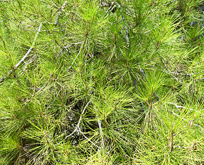 Image showing Mediterranean pine