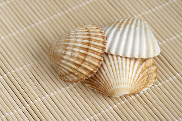 Image showing Shells