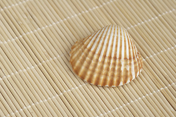 Image showing shell