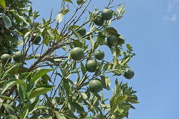 Image showing unripe oranges