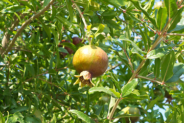 Image showing pomegranate