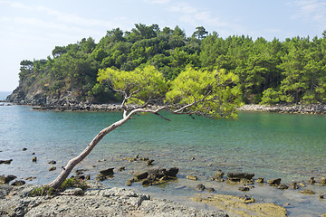 Image showing Phaselis, Turkey