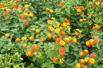 Image showing flower bed