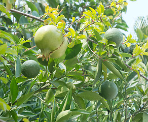 Image showing unripe pomegranate