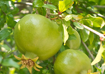 Image showing unripe pomegranate