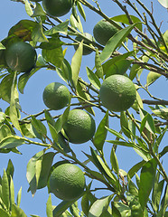 Image showing unripe oranges