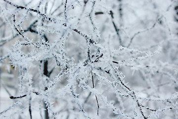 Image showing hoarfrost on the branches of trees