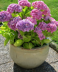 Image showing Hydrangea