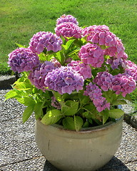 Image showing Hydrangea