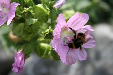 Image showing Bumble bee in flower