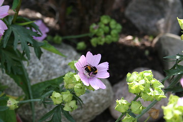 Image showing Bumble bee in flower