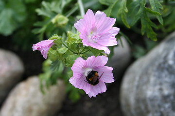 Image showing Bumble bee in flower