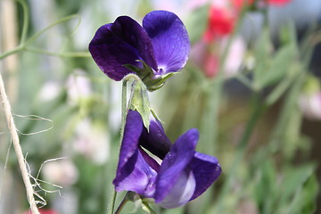 Image showing Sweet peas