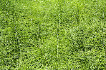 Image showing Horsetail plants