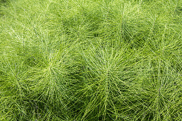 Image showing Horsetail plants