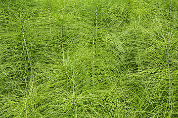 Image showing Horsetail plants
