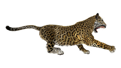 Image showing Big Cat Jaguar