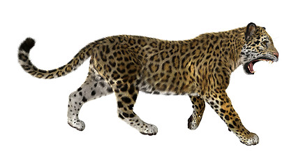 Image showing Big Cat Jaguar