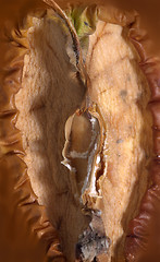 Image showing rotten apple