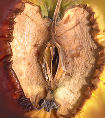 Image showing rotten apple