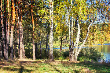 Image showing The autumn wood on the bank of the big beautiful lake