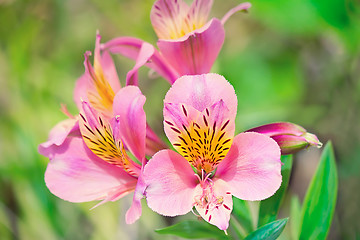 Image showing Beautiful pink flowers against the green of the leaves