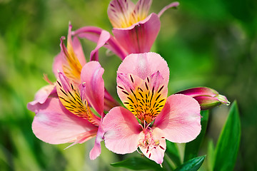 Image showing Beautiful pink flowers against the green of the leaves