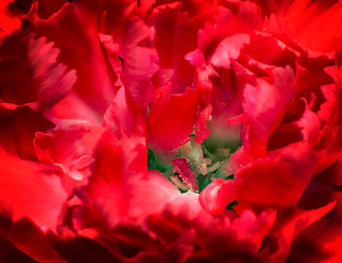 Image showing Beautiful flower bright red carnations presents closeup