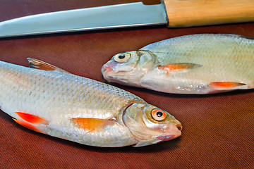 Image showing Fish and the knife for her preparation on the kitchen table.