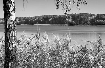 Image showing The autumn wood on the bank of the big beautiful lake