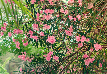 Image showing Beautiful flowering Bush pink oleander , illuminated by the sun.