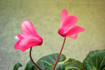 Image showing Two flowers blooming cyclamen with green leaves.