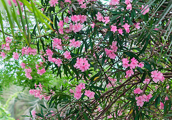 Image showing Beautiful flowering Bush pink oleander , illuminated by the sun.