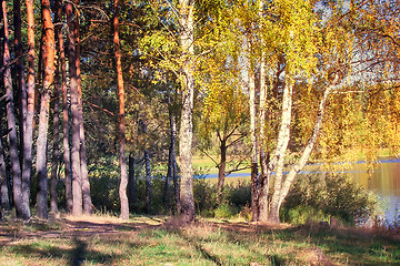 Image showing The autumn wood on the bank of the big beautiful lake