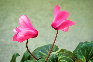 Image showing Two flowers blooming cyclamen with green leaves.