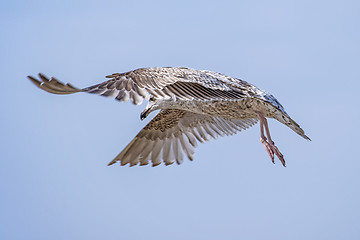 Image showing Herring gull, Larus fuscus L. flying