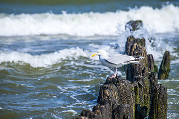 Image showing Groins in the Baltic Sea with gull