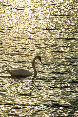 Image showing Swan swimming in the Baltic Sea during sunrise