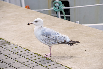 Image showing Herring gull, Larus fuscus L. young bird